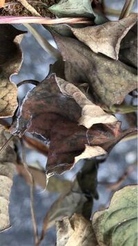 ドクダミ茶のカビについて ドクダミを干してお茶にしようと思ったのですが Yahoo 知恵袋