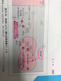 二酸化炭素は血液内で重炭酸イオンとして運ばれていて その重炭酸イオンは赤血球内 Yahoo 知恵袋