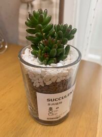 Ikeaで多肉植物を買いました これはなんという種類でしょうか 鉢に植え Yahoo 知恵袋