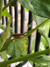 アサガオが虫にやられています 去年自宅で採ったアサガオの Yahoo 知恵袋