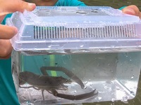 グッピー野生のグッピーは何を食べるのでしょうか 雑食性なので 水中の微生物 Yahoo 知恵袋