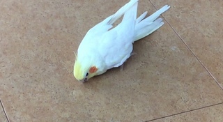 オカメインコの足と飛ぶ練習と震えについてについて1 オカメインコの歩き方がおか Yahoo 知恵袋