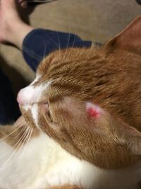 猫の耳に赤い斑点が2ヶ月ほど前から かさぶたがここ2週間ほど前からで Yahoo 知恵袋