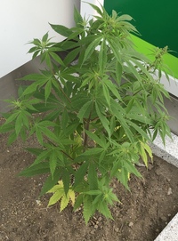 これは大麻草ですか ネットで画像見ても素人にはよくわからず 花壇に普 Yahoo 知恵袋