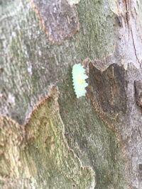 今日公園で見たことのない幼虫を見かけ 気なってしまい投稿しました 薄い緑 Yahoo 知恵袋