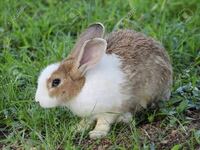ウサギがとび越えられない高さは何cmくらいですか 色々調べ Yahoo 知恵袋