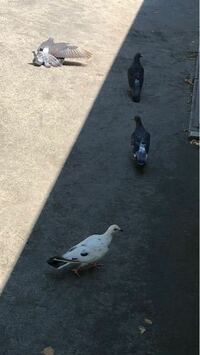 公園を歩いていたら1匹だけ白い鳩がいましたこれは周りにいる鳩と別の種類の鳩なの Yahoo 知恵袋