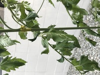 ミニトマトの実に 白い模様のようなものが出てきていますが 食べても害はないで Yahoo 知恵袋