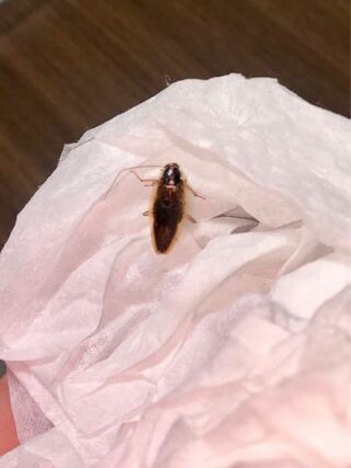 これはチャバネゴキブリですか モリチャバネゴキブリですか 1日に2匹見つ Yahoo 知恵袋