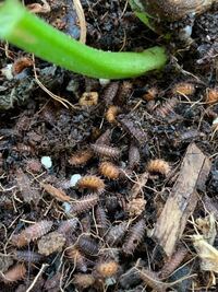 ミニトマトを食べる虫 鳥 これはなんですか 庭のミニトマトが こんな感じで喰 Yahoo 知恵袋