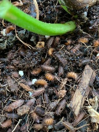 ミニトマト土虫 ベランダで育てているミニトマトの土にこの幼虫が大 Yahoo 知恵袋