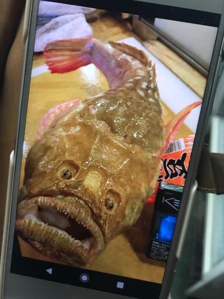 この魚の名前はなんですか？ - 店長が市場で面白いから買ってきたそう 