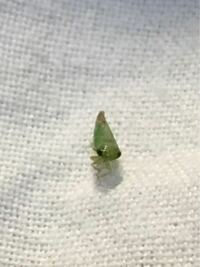 この可愛い虫はなんてなまえですか 小さいです ツマグロヨコバイのメスだと思 Yahoo 知恵袋