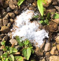 この蟻の名前は何ですか 透き通った薄茶色に黒いお腹 2 3mm位です 数年前から 教えて 住まいの先生 Yahoo 不動産