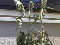 枝豆の育て方について 枝豆をプランターで育ててます 芽が出て伸びてくると横に Yahoo 知恵袋