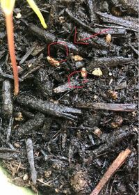 植木鉢に水をやると土の中から黒い小さい虫が大量に出てきます 土の中にいる Yahoo 知恵袋