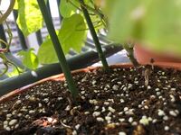 ベランダに子供が植えたアサガオお鉢にきのこが生えてきました こんな事は初めて Yahoo 知恵袋