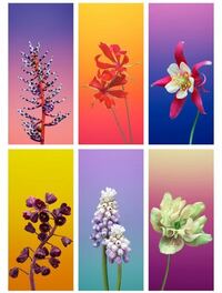 Iphone Xr の初期壁紙としてあるこれらの花の名前を教えて下さい 流石にこれは Yahoo 知恵袋