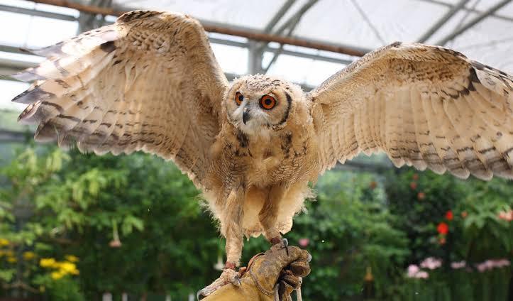 猛禽類について ユーラシアワシミミズクって居ますよね そのユーラシアワシミミズ Yahoo 知恵袋