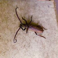 キジハタを捌いたら皮膚表面にこのような寄生虫が大量にいたのですが この寄 Yahoo 知恵袋