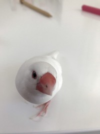 文鳥の4歳の雄です 3ヶ月ほど前から嘴が内出血のようになり かさぶたができては Yahoo 知恵袋