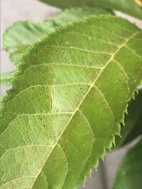椿の葉っぱが黄色く 最近赤茶色に変色してきましたがこれはどの Yahoo 知恵袋
