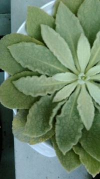この多肉植物は何 うさぎの耳のようなふわふわな葉っぱです 高いのでし Yahoo 知恵袋