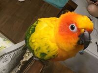 亡くなる ペット 夢 が