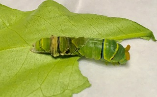 ナミアゲハの加齢幼虫 注意 虫の画像あります いつもお世話にな Yahoo 知恵袋