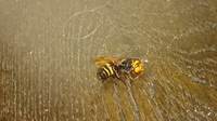 Polistescarnifexは日本では何というハチですか Yahoo 知恵袋