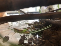 バッタの種類について質問です 添付のバッタの種類と食べる草の種類をご Yahoo 知恵袋