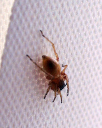 クモは 生きている虫以外に何を食べますか 大型のクモが鳥やカエルなどを捕 Yahoo 知恵袋