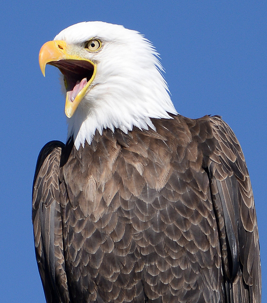 タカとハゲワシはどちらが強いですか?