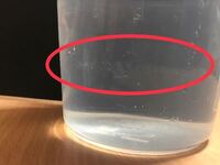くらげは食べられるのでしょうか くらげというと日本では中華のくらげ料 Yahoo 知恵袋