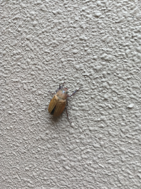 オケラよりかわいい虫はいますか 僕は 虫の中ではオケラが一番だと思っ Yahoo 知恵袋
