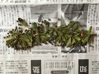 厚みのある押し花の貼り方について子供が自由研究で いくつかの植物の押し花を作り Yahoo 知恵袋