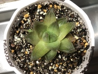 ハオルチアが茶色になりました 昨日までは気にならなかった Yahoo 知恵袋