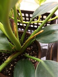 観葉植物のアスパラが昨年の秋頃 冬まで 完全に枯れてはいないのですが 葉は茶 Yahoo 知恵袋