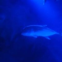 写真あり この魚は何ですか すみだ水族館の大水槽にいた ハ Yahoo 知恵袋