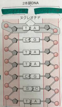 ヌクレオチドとヌクレオチド鎖の違いがわかりません この写真はヌクレオ Yahoo 知恵袋