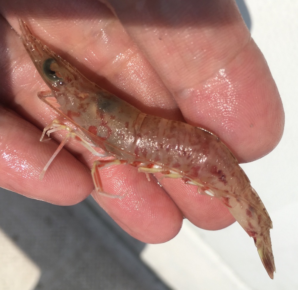 この海老の種類教えてください。釣り餌で売ってました。 - 「サルエビ... - Yahoo!知恵袋