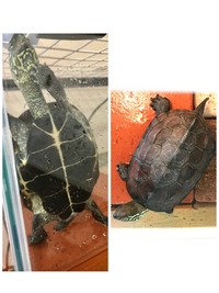 亀の種類が分かりません添付画像のカメの種類がわかりません アカミミガメかと思っ Yahoo 知恵袋