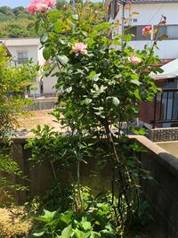 初めてバラを育てようと思います 初心者なので ボニカを植えよう Yahoo 知恵袋