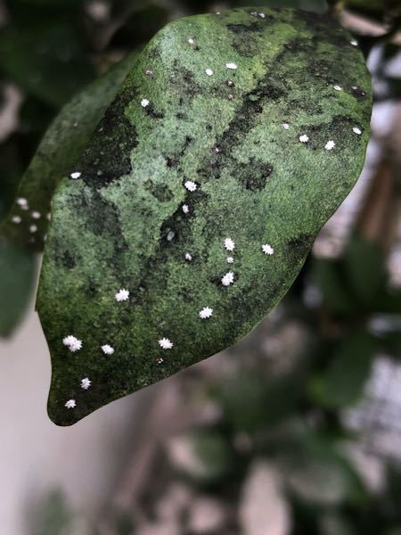 庭先の植物の葉に、白い星形の付着物が多数ありますが、これはハダニか 