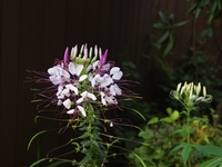 彼岸花に匂いはありますか 私もヒガンバナの香りを嗅いだことがありますが Yahoo 知恵袋