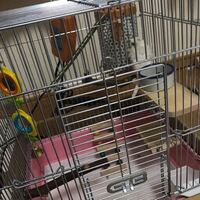 飼っているインコが なつかないんですけど どうしたらいいですか Yahoo 知恵袋