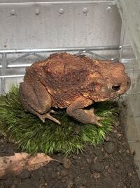 ミヤコヒキガエルが餌を食べてくれません このままだと一週間食べないことになりま Yahoo 知恵袋