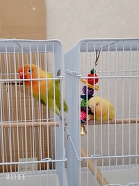 ボタンインコ 6ヶ月 とコザクラインコ もうすぐ4ヶ月 を飼っています ボタン Yahoo 知恵袋