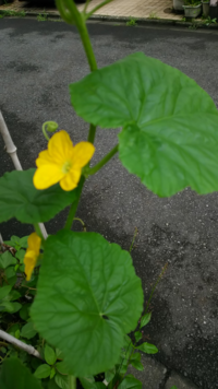 この花の名前はなんでしょうか 蔓や葉がキュウリに似てい Yahoo 知恵袋