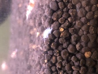 エビ水槽に白い小さな虫が発生しました 一体何の虫でしょうか 白くて Yahoo 知恵袋
